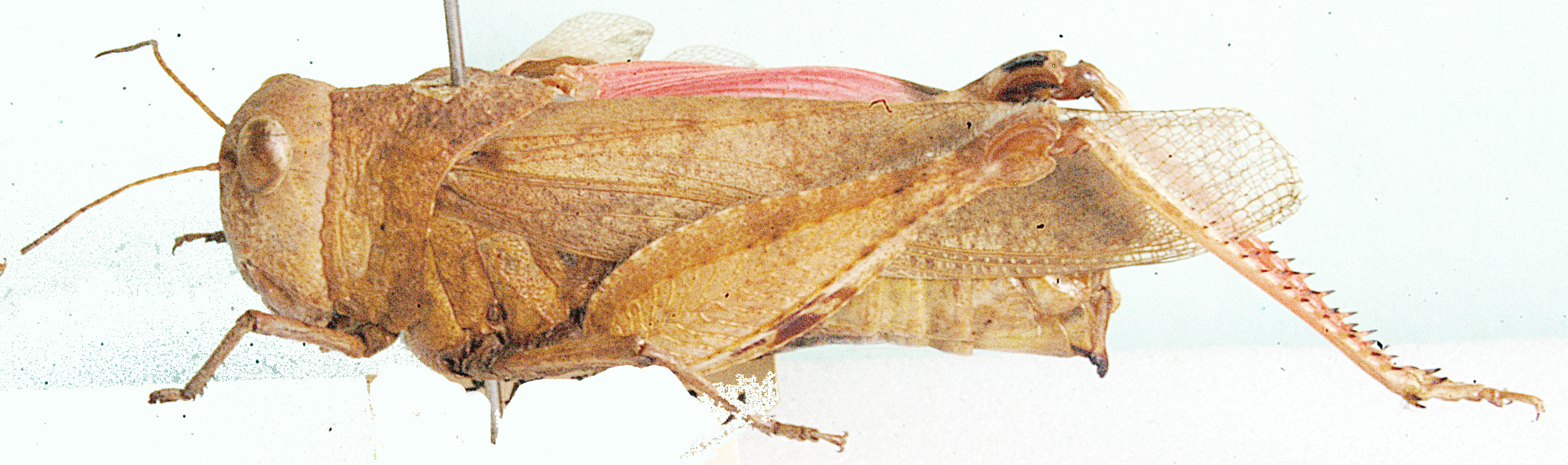 Pycnodictya obscura (Linnaeus, 1758): female, lateral view. (Otu).
