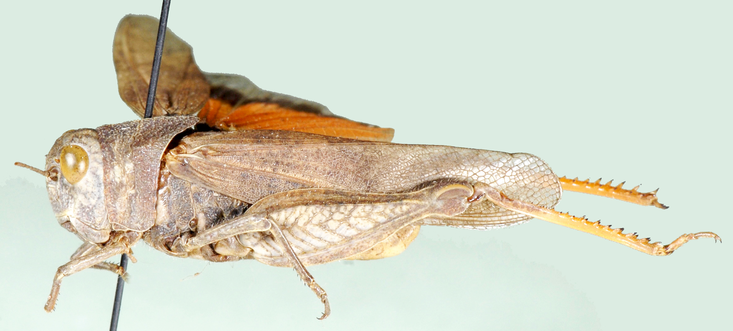 Pycnodictya thomasseti Uvarov, 1929: lateral view. (Otu).