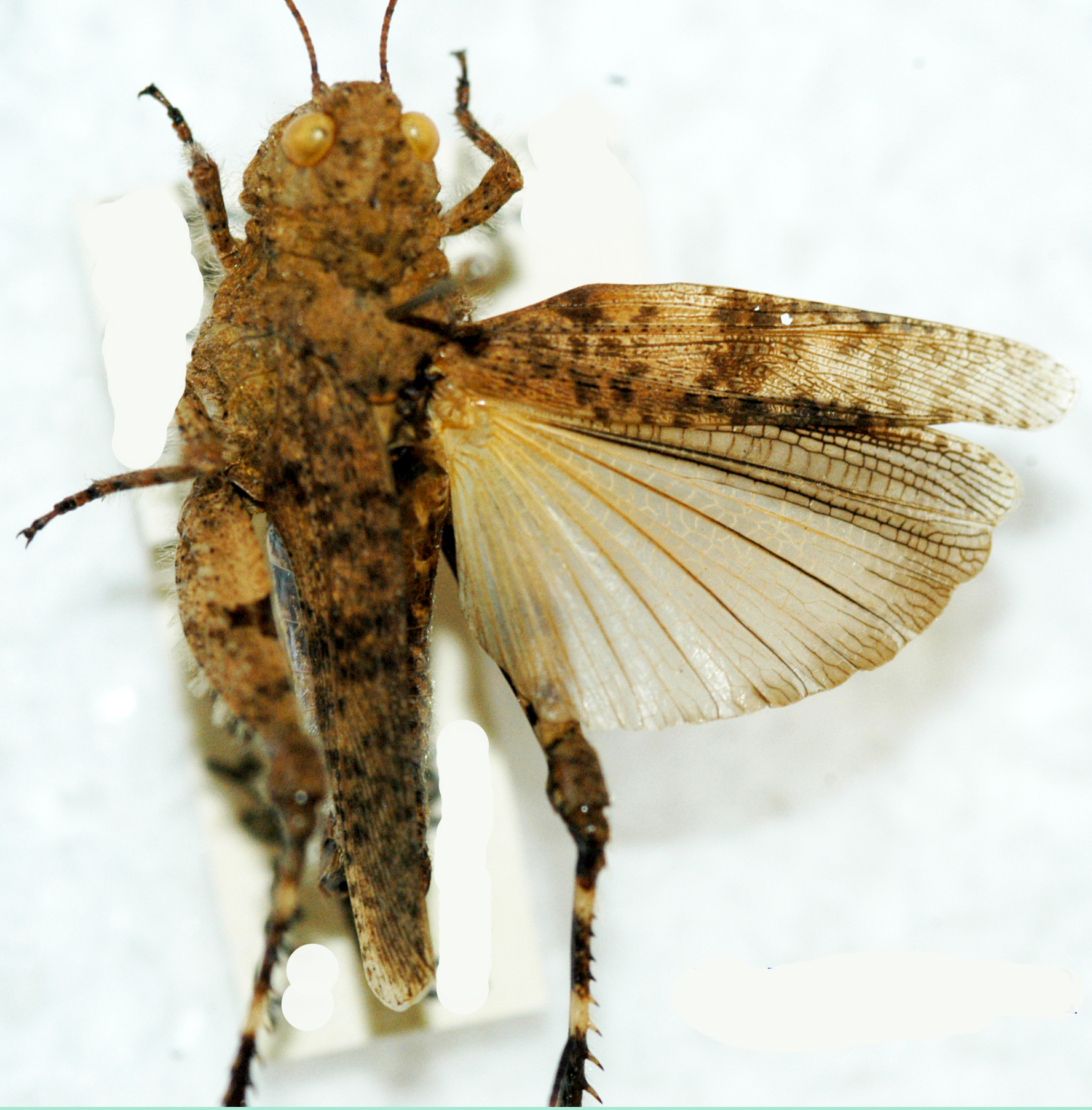 Tmetonota rugosa (Stål, 1873): dorsal view. (Otu).