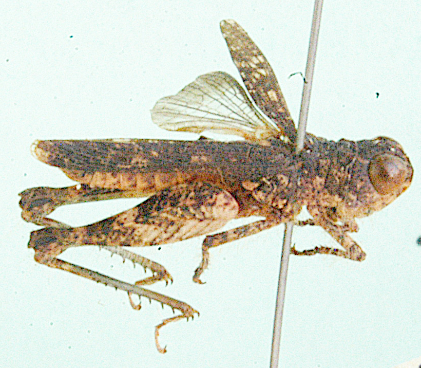 Zimbabwea saxicola Miller, 1949: lateral view. (Otu).