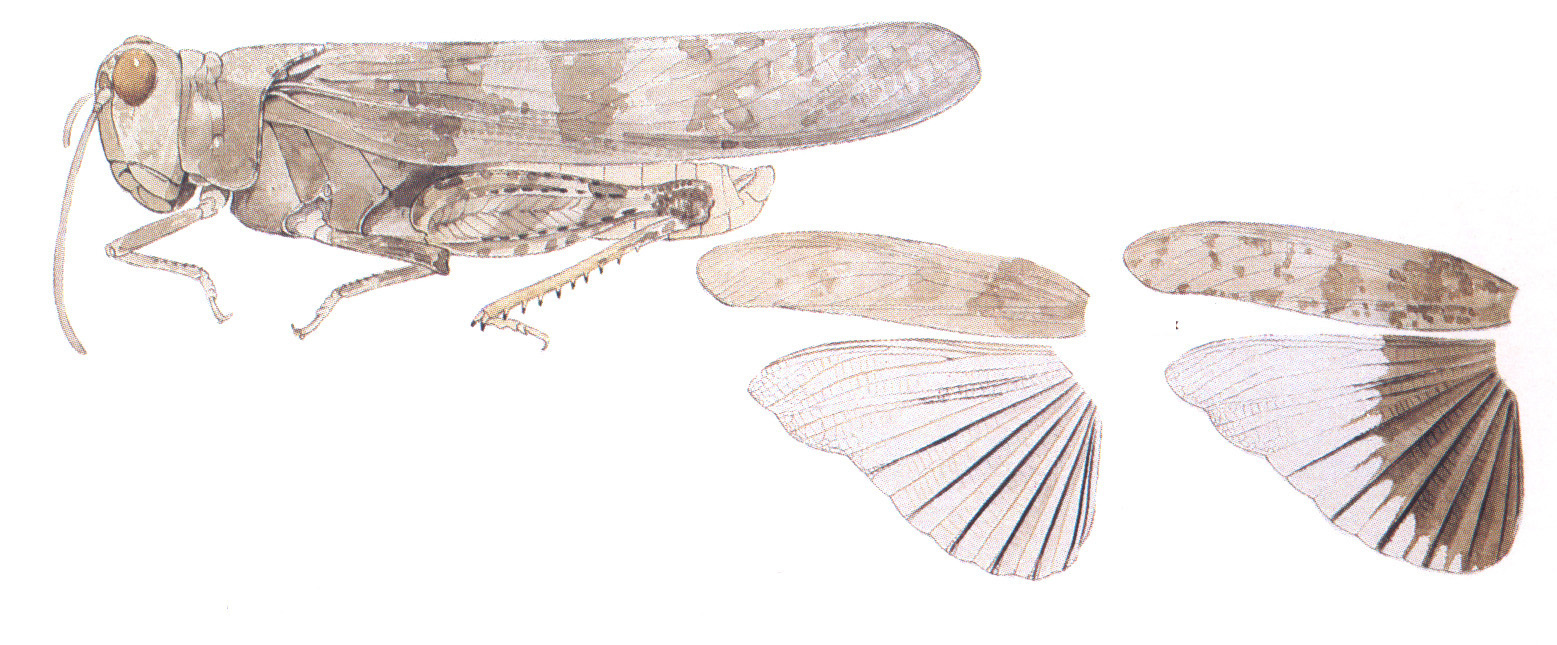 Circotettix carlinianus (Thomas, 1870): habitus and wings. (Otu).