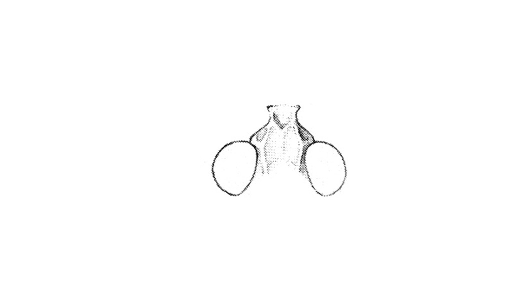 Circotettix maculatus Scudder, 1880: Fastigium, Fig. 49M. (Otu).