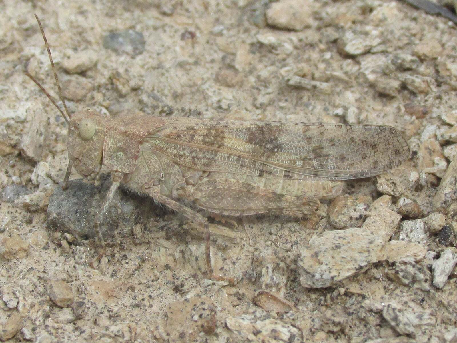 Circotettix rabula Rehn & Hebard, 1906: male (near Ditch Creek Road, near Deerfield Reservoir in the Black Hills of South Dakota, 25 July 2020). (Otu).