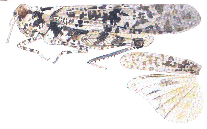 Circotettix shastanus Bruner, 1889: habitus and wings. (Otu).