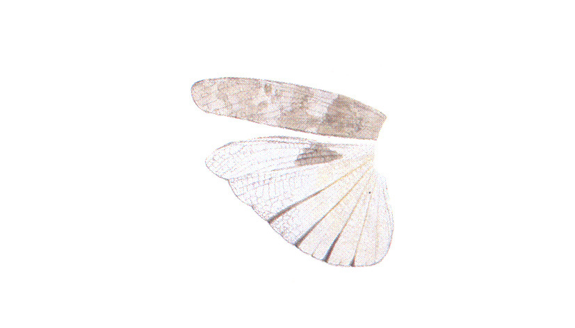 Circotettix stenometopus (Strohecker & Buxton, 1963): Wings. (Otu).