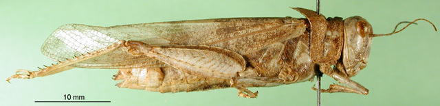 CollectionObject 1566247; 607bca8f-607e-4437-9e35-1877922b7a22: female, lateral view (paratype). (CollectionObject).