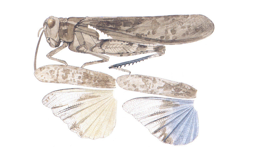 Circotettix undulatus (Thomas, 1872): habitus and wings. (Otu).