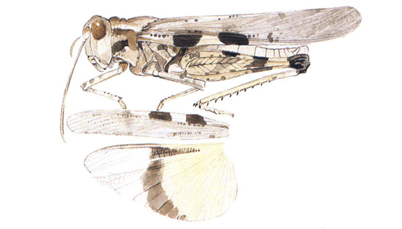 Conozoa carinata Rehn, 1907: habitus and wings. (Otu).