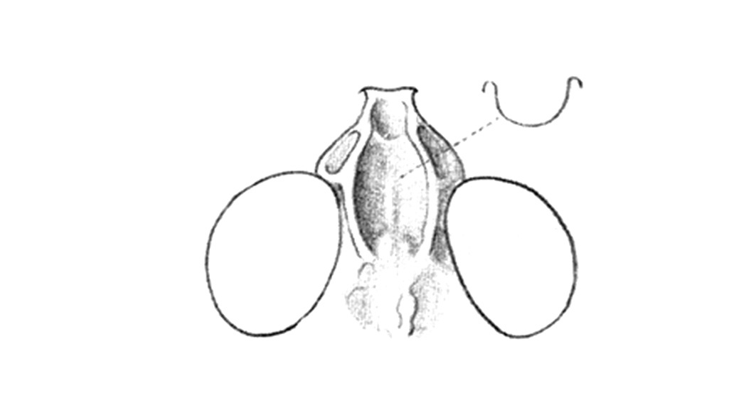 Conozoa clementina (Rentz & Weissman, 1981): Fastigium, Fig. 46A. (Otu).