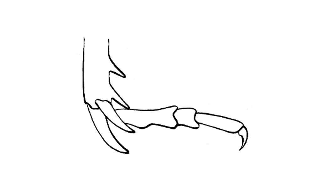 Conozoa nicola (Rentz & Weissman, 1981): Hind tibial spur, Fig. 45C. (Otu).