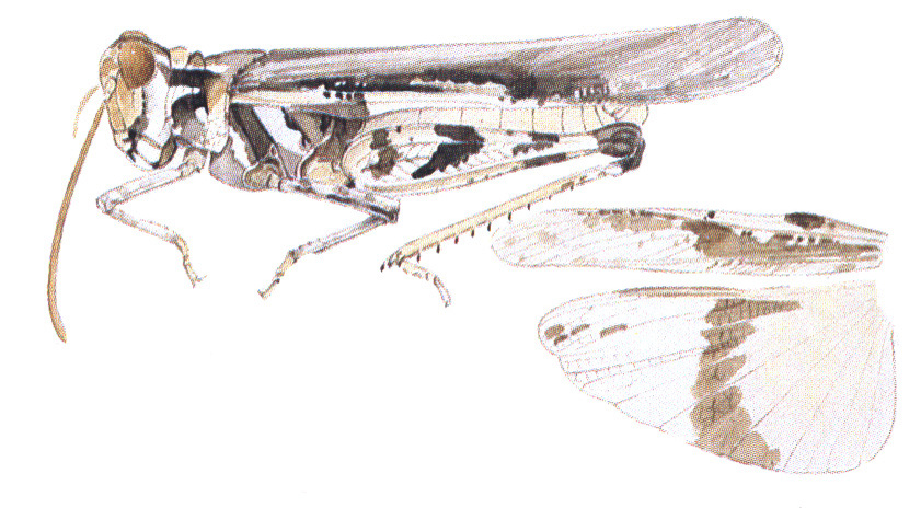 Conozoa rebellis Saussure, 1888: habitus and wings. (Otu).