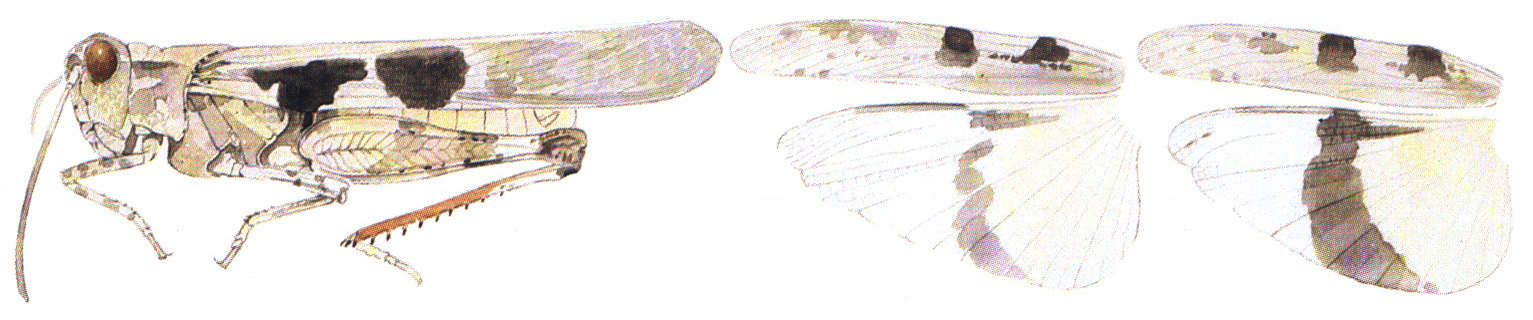 Conozoa sulcifrons (Scudder, 1876): habitus and wings. (Otu).