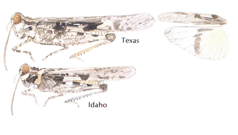 Conozoa texana Bruner, 1889: habitus and wings. (Otu).