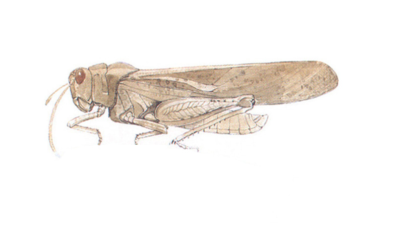 Dissosteira carolina (Linnaeus, 1758): habitus. (Otu).