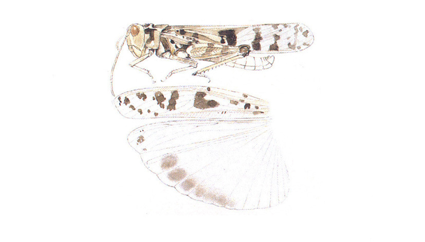 Dissosteira spurcata Saussure, 1884: habitus and wings. (Otu).