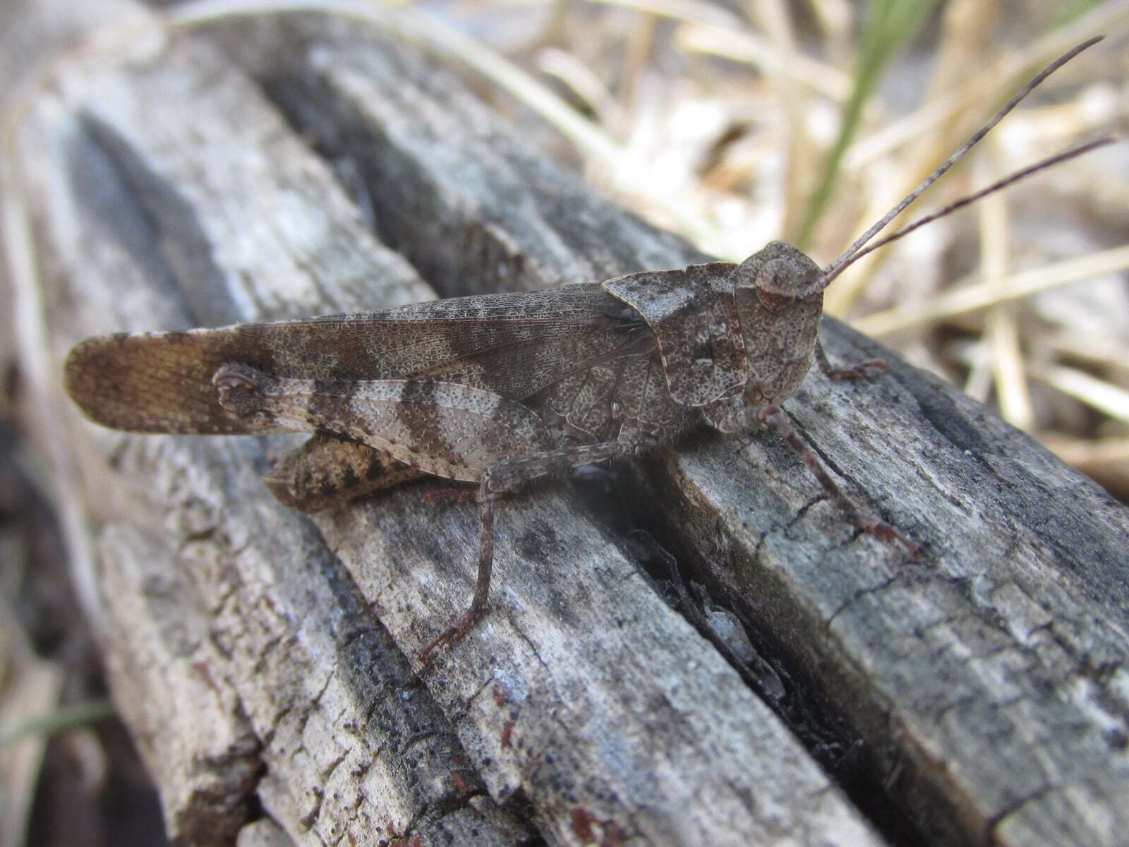 Spharagemon bolli Scudder, 1875: male (King Canyon Road, about 5.5 miles south of Chadron, Nebraska, 14 July 2020). (Otu).