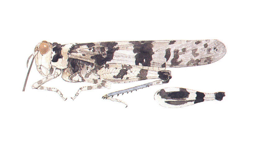 Spharagemon bunites Otte, 1984: (Otu).