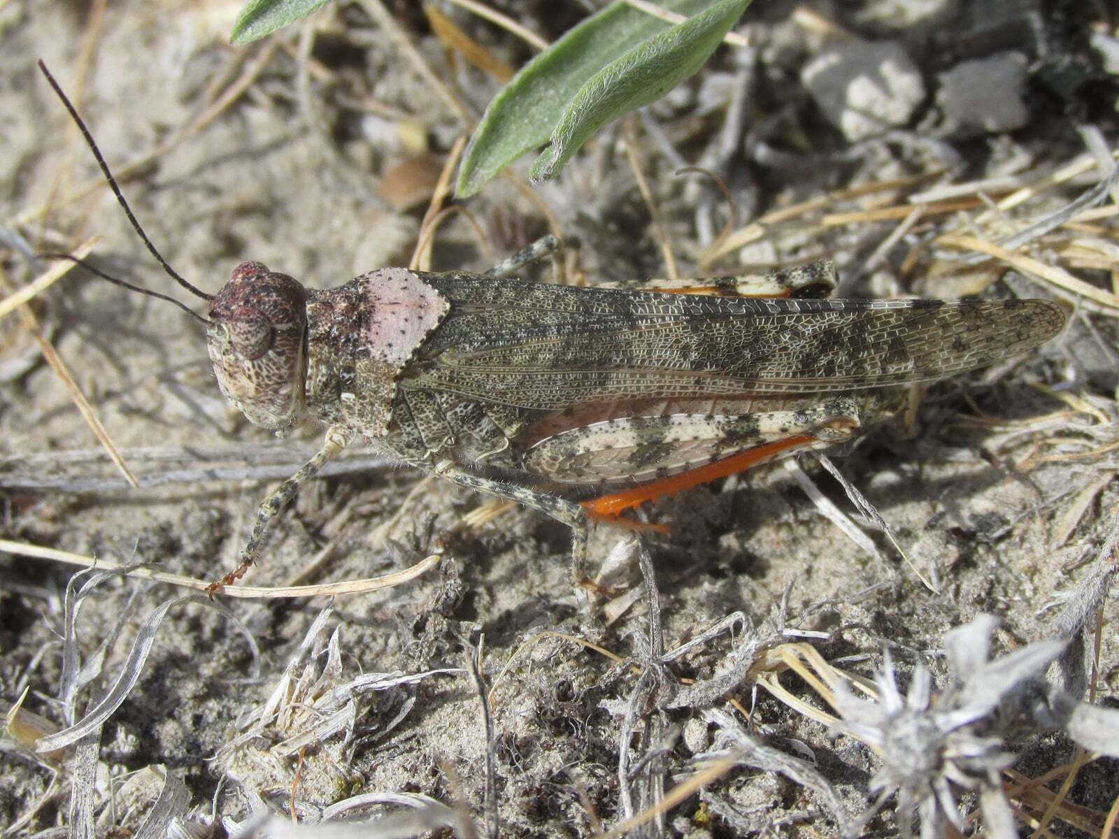 Spharagemon campestris (McNeill, 1901): female (Pleasant Ridge Road, about 4 miles north of Harrison, Nebraska, 19 July 2020). (Otu).