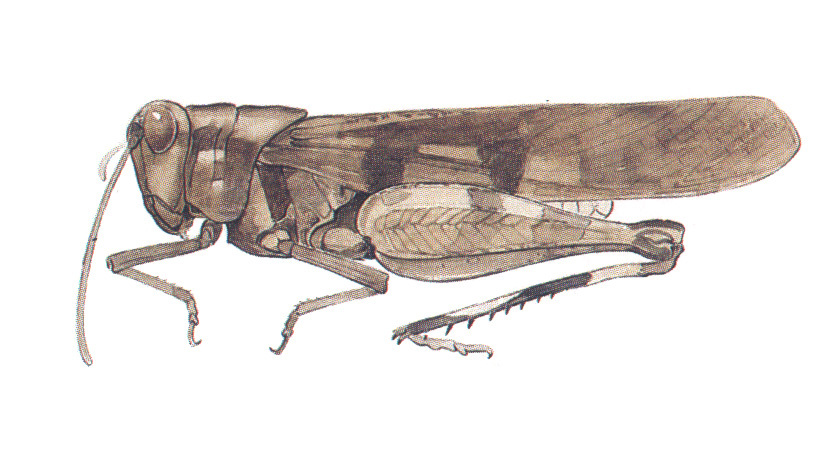 Spharagemon crepitans (Saussure, 1884): habitus. (Otu).