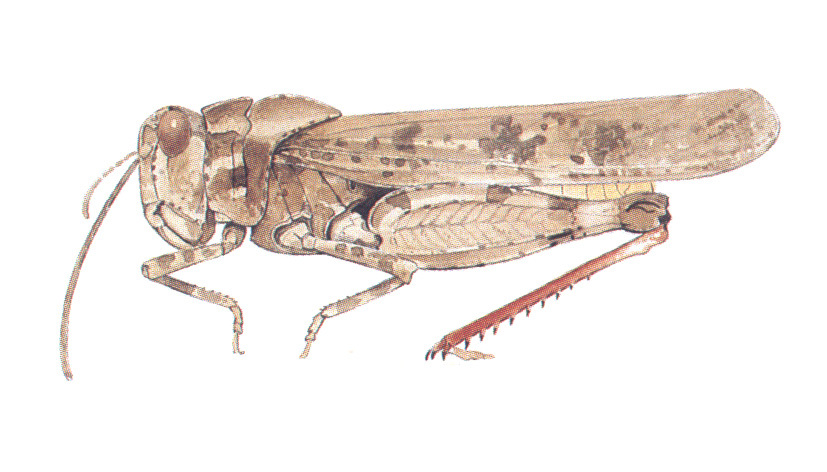 Spharagemon cristatum Scudder, 1875: habitus. (Otu).