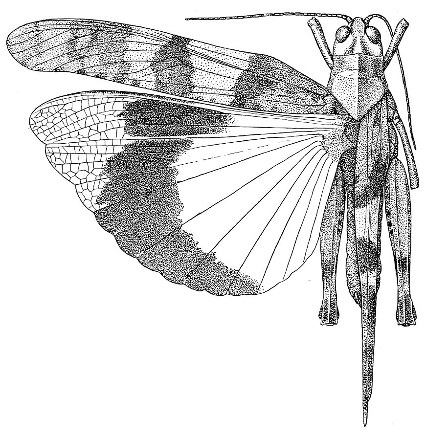 Spharagemon equale (Say, 1825): Pl. 11, Fig. 2. male, dorsal view (eastern slopes of Pike's Peak, 6500 ft., probably near type locality) (previously Synonym Spharagemon humile). (Otu).