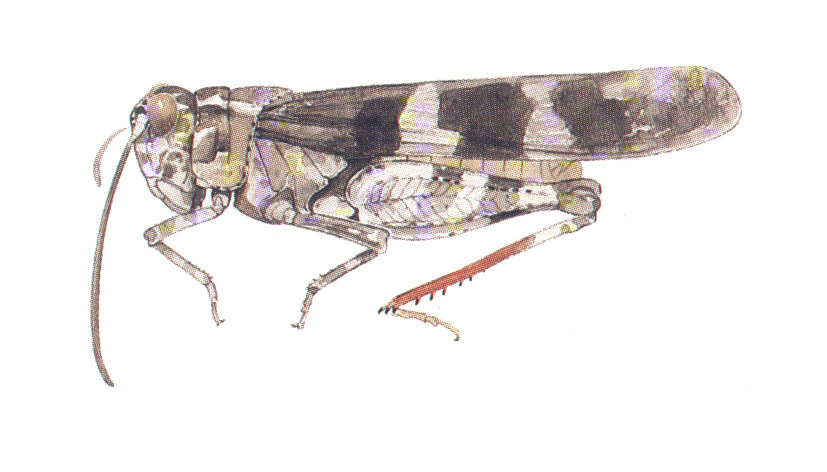 Spharagemon saxatile Morse, 1894: habitus. (Otu).