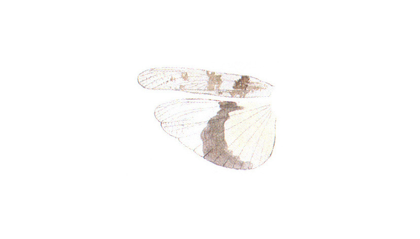 Trimerotropis huroniana Walker, 1902: wings. (Otu).
