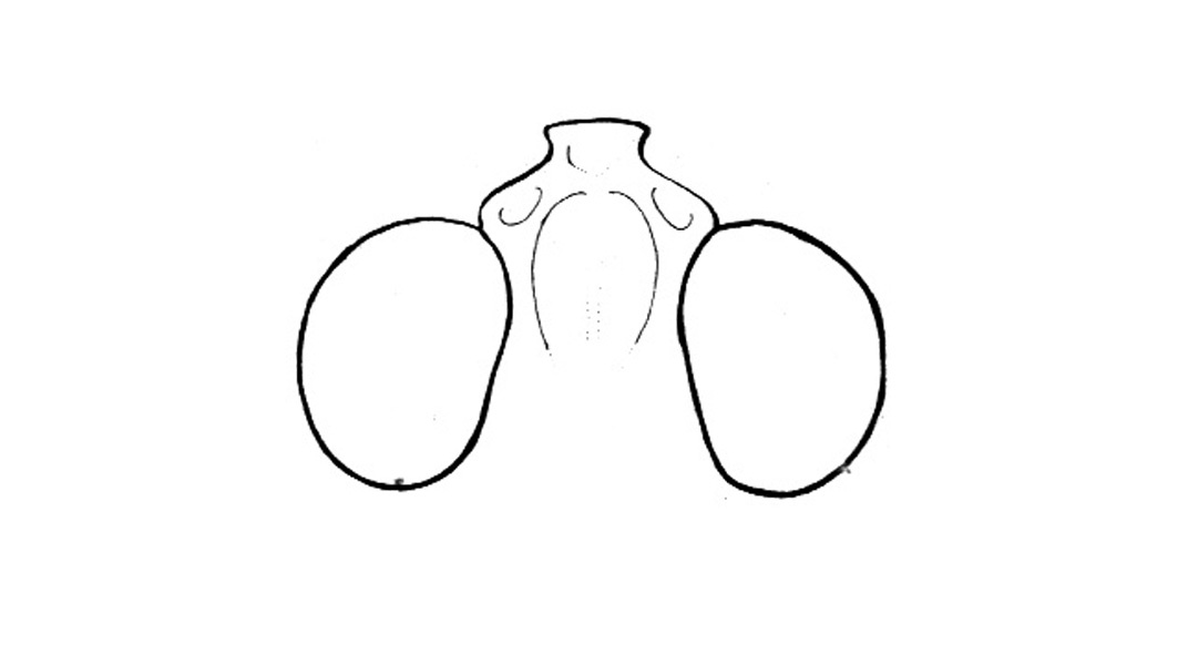 Trimerotropis inconspicua Bruner, 1904: Fig. 50U. fastigium. (Otu).