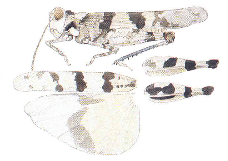 Trimerotropis albescens McNeill, 1901: habitus and wings. (Otu).