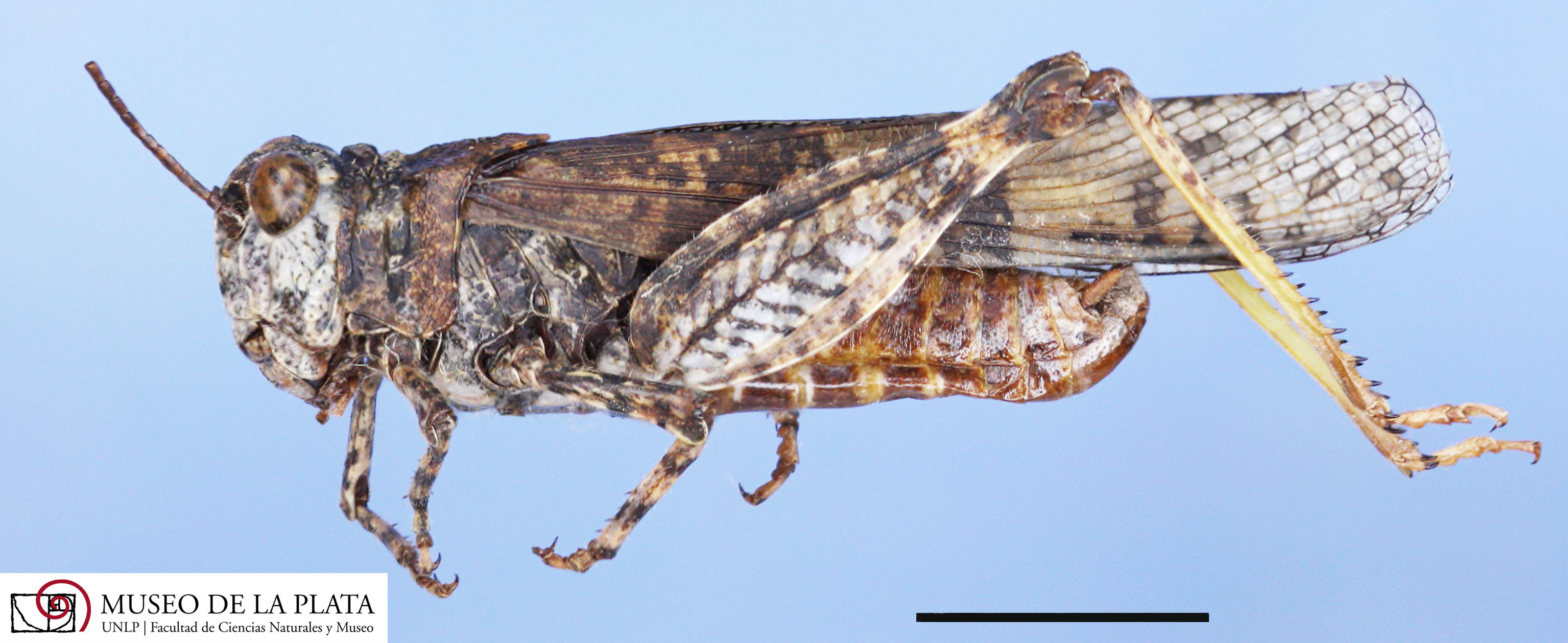 Trimerotropis andeana Rehn, 1939: male, lateral view. (Otu).