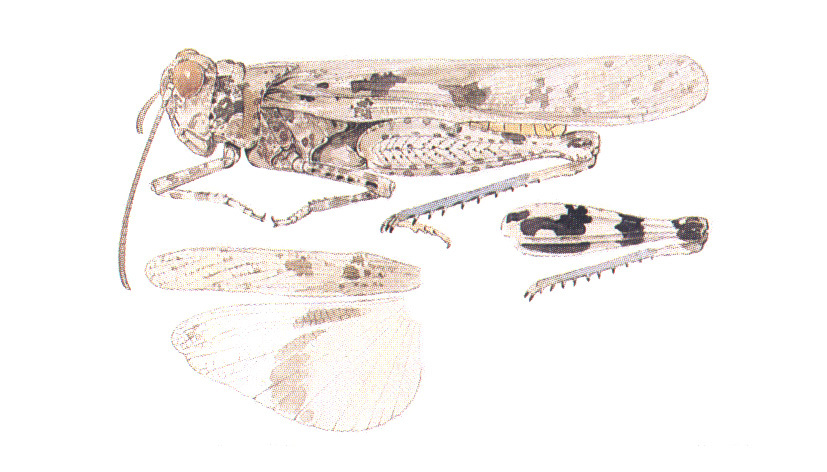 Trimerotropis arenacea Rehn, 1910: (Otu).