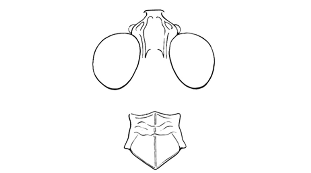Trimerotropis arizonensis Tinkham, 1947: Fig. 56C. fastigium and pronotum. (Otu).