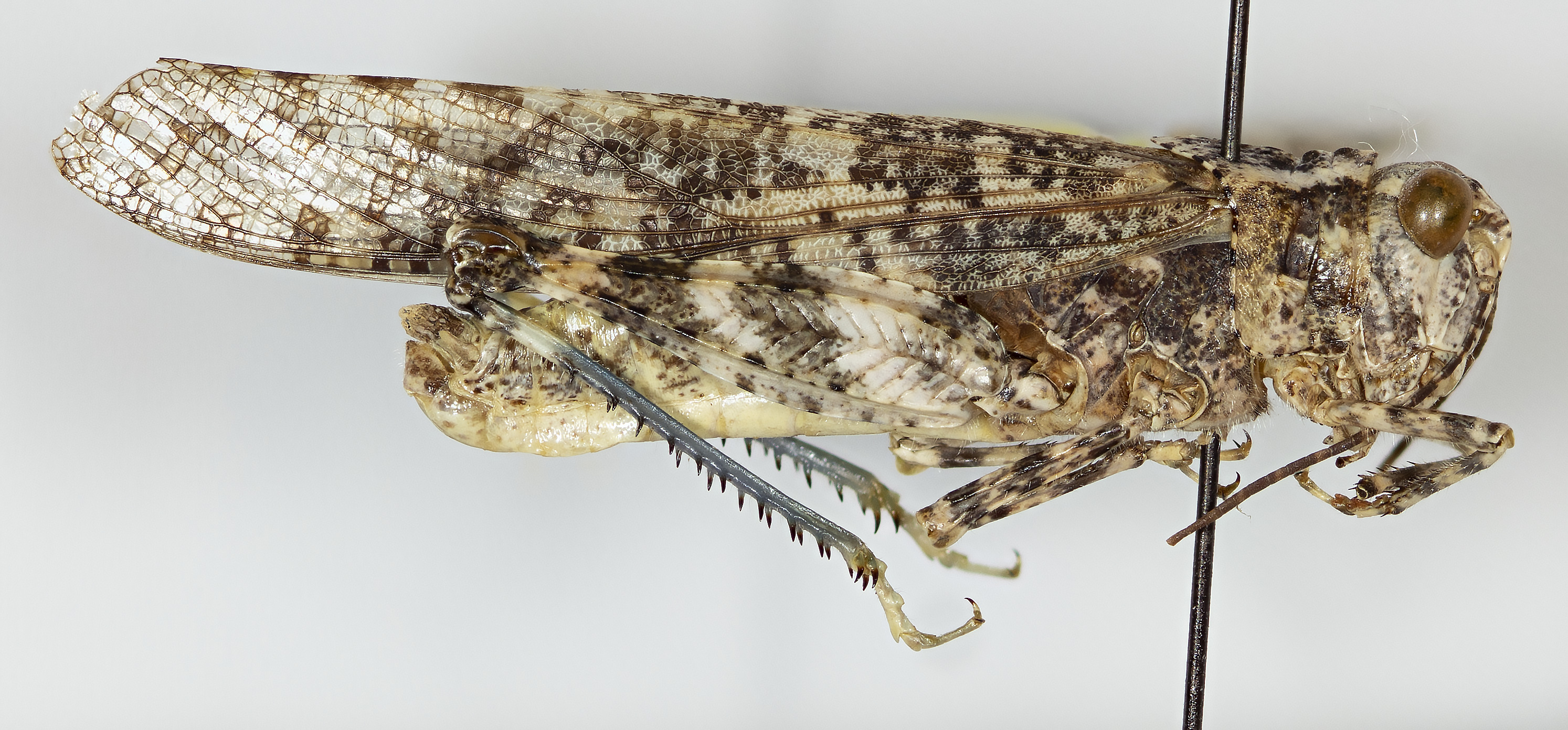 CollectionObject 1527206; 9ae0e1b2-fa9b-4951-8e73-9a42be8c0704: male, lateral view (holotype). (CollectionObject).