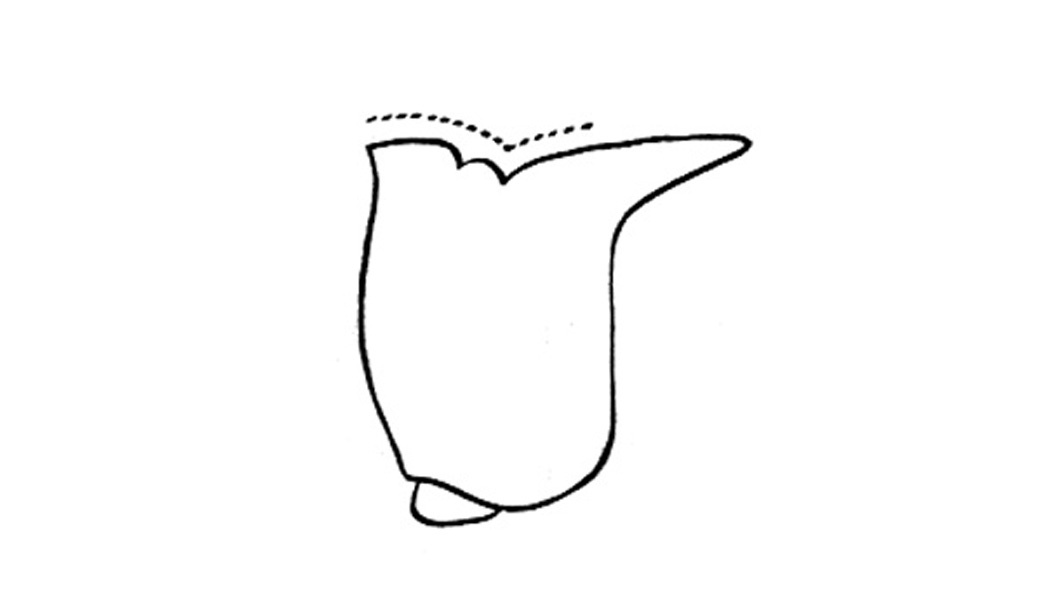 Trimerotropis bifasciata Bruner, 1889: Fig. 50N. pronotum, lateral view. (Otu).