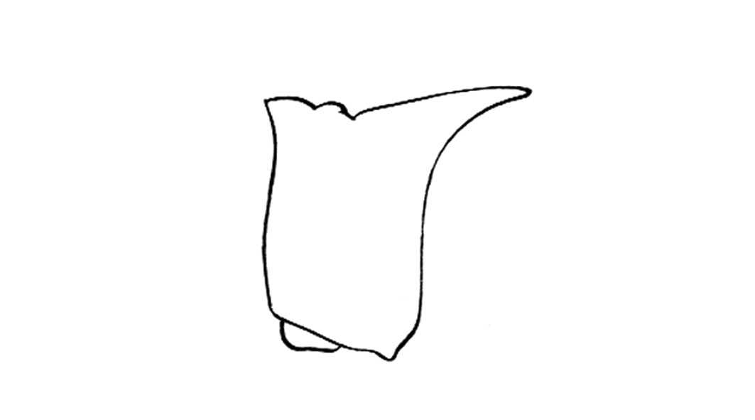 Trimerotropis californica Bruner, 1889: Fig. 50M. pronotum, lateral view. (Otu).