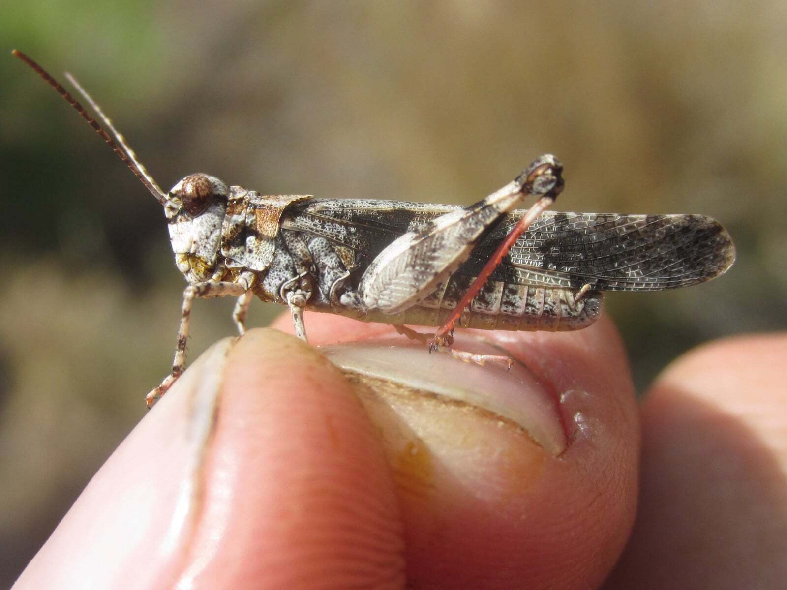 Trimerotropis cincta (Thomas, 1870): male (Monroe Canyon, about 5 miles north of Harrison, Nebraska, 19 July 2020). (Otu).