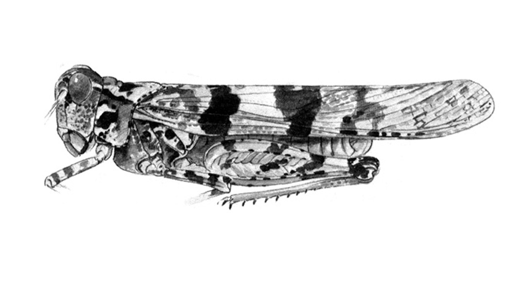 Trimerotropis diversellus Hebard, 1928: Fig. 52. individual from Wyoming. (Otu).