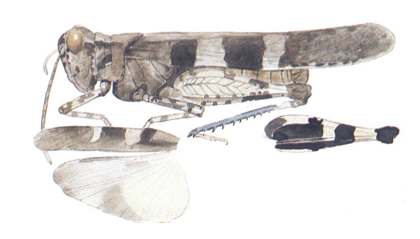 Trimerotropis fontana Thomas, 1876: habitus and wings. (Otu).