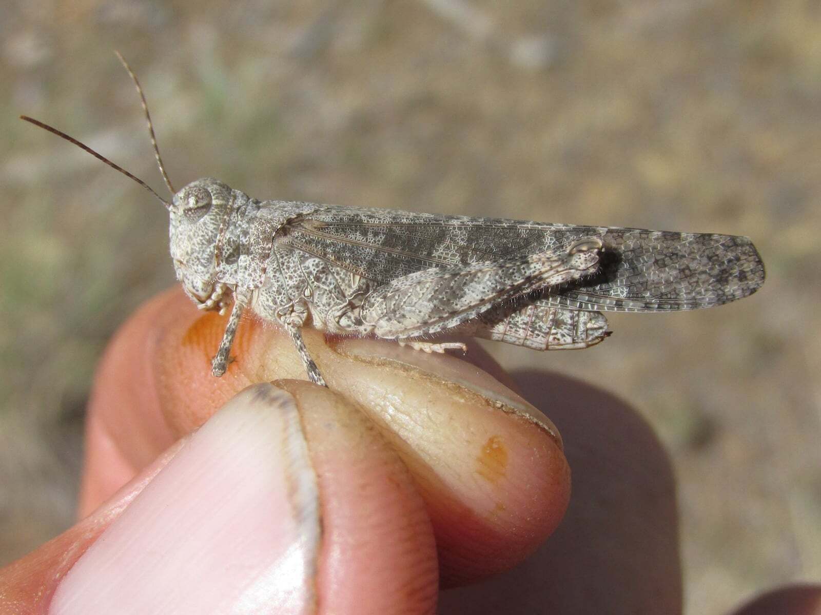Trimerotropis fratercula McNeill, 1901: female (Monroe Canyon, about 5 miles north of Harrison, Nebraska, 19 July 2020). (Otu).