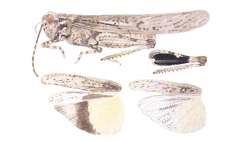 Trimerotropis gracilis (Thomas, 1872): habitus and wings. (Otu).