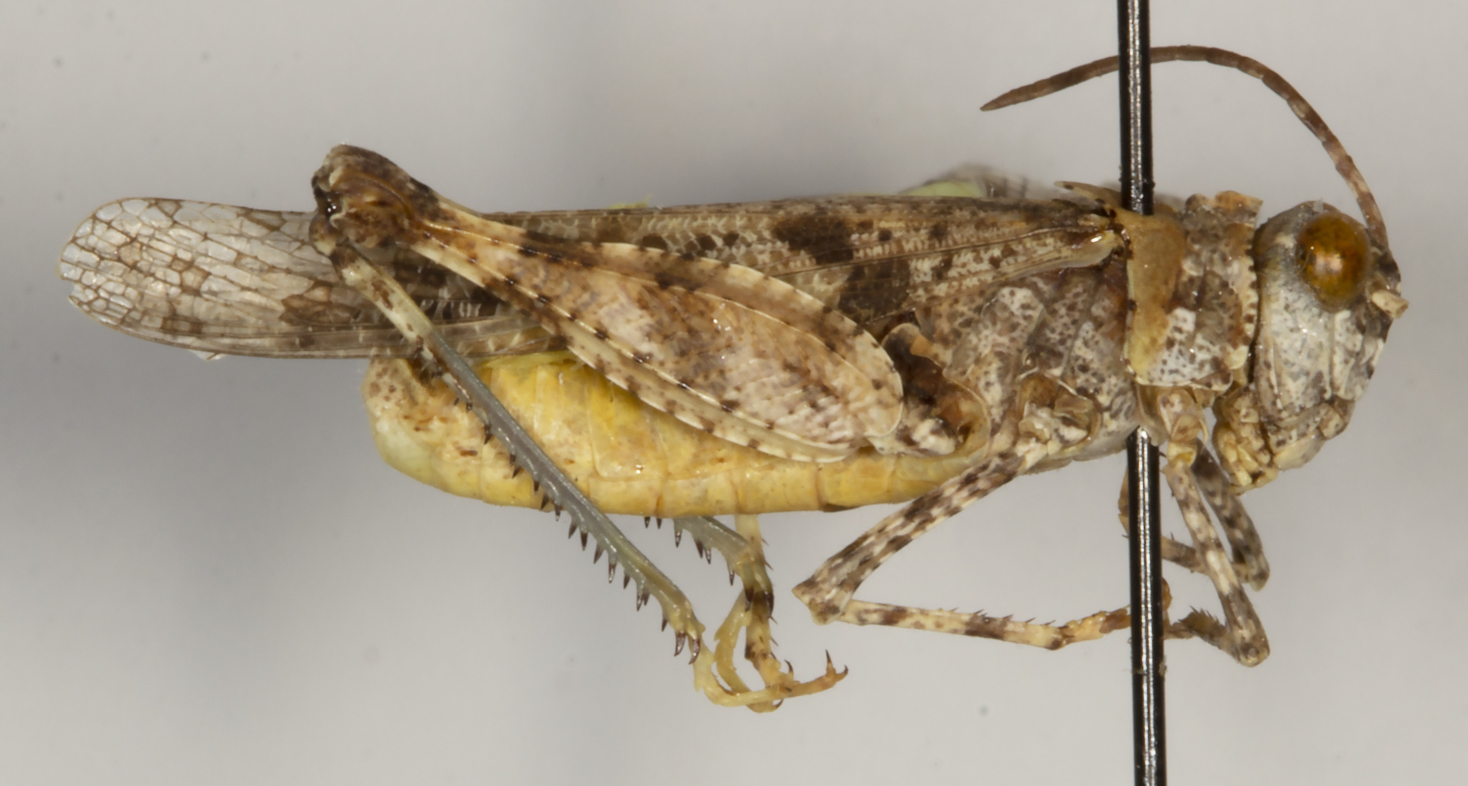 CollectionObject 1527207; b9b6ad0f-4d96-4ebc-acd2-9215844451b9: male, lateral view (holotype). (CollectionObject).