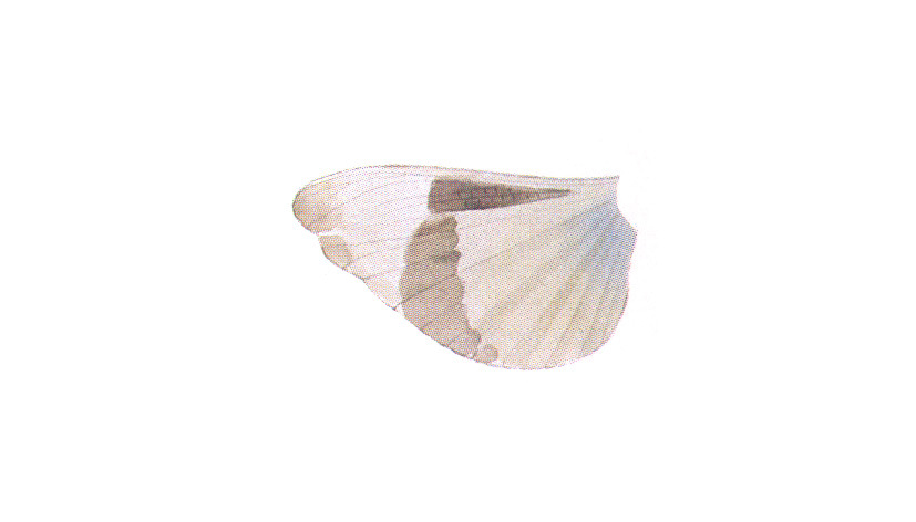 Trimerotropis inyo Rentz & Weissman, 1984: hind wing. (Otu).