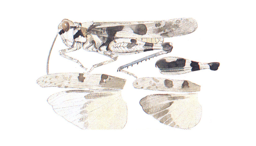 Trimerotropis koebelei (Bruner, 1889): habitus and wings. (Otu).