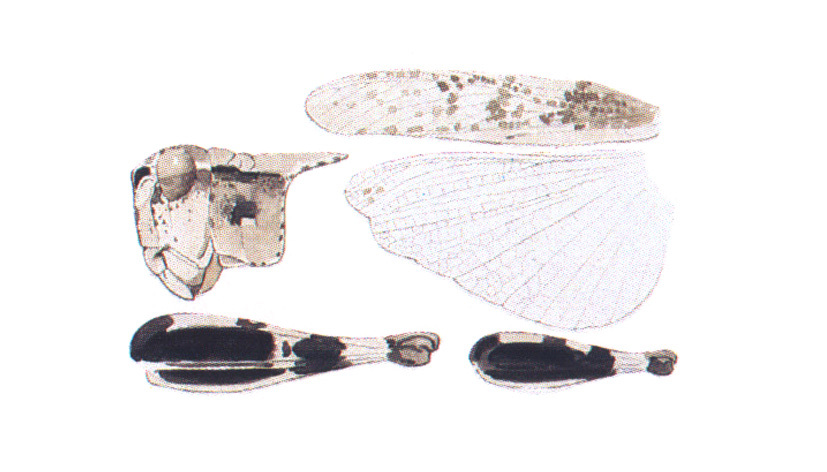 Trimerotropis lauta Scudder, 1876: (Otu).
