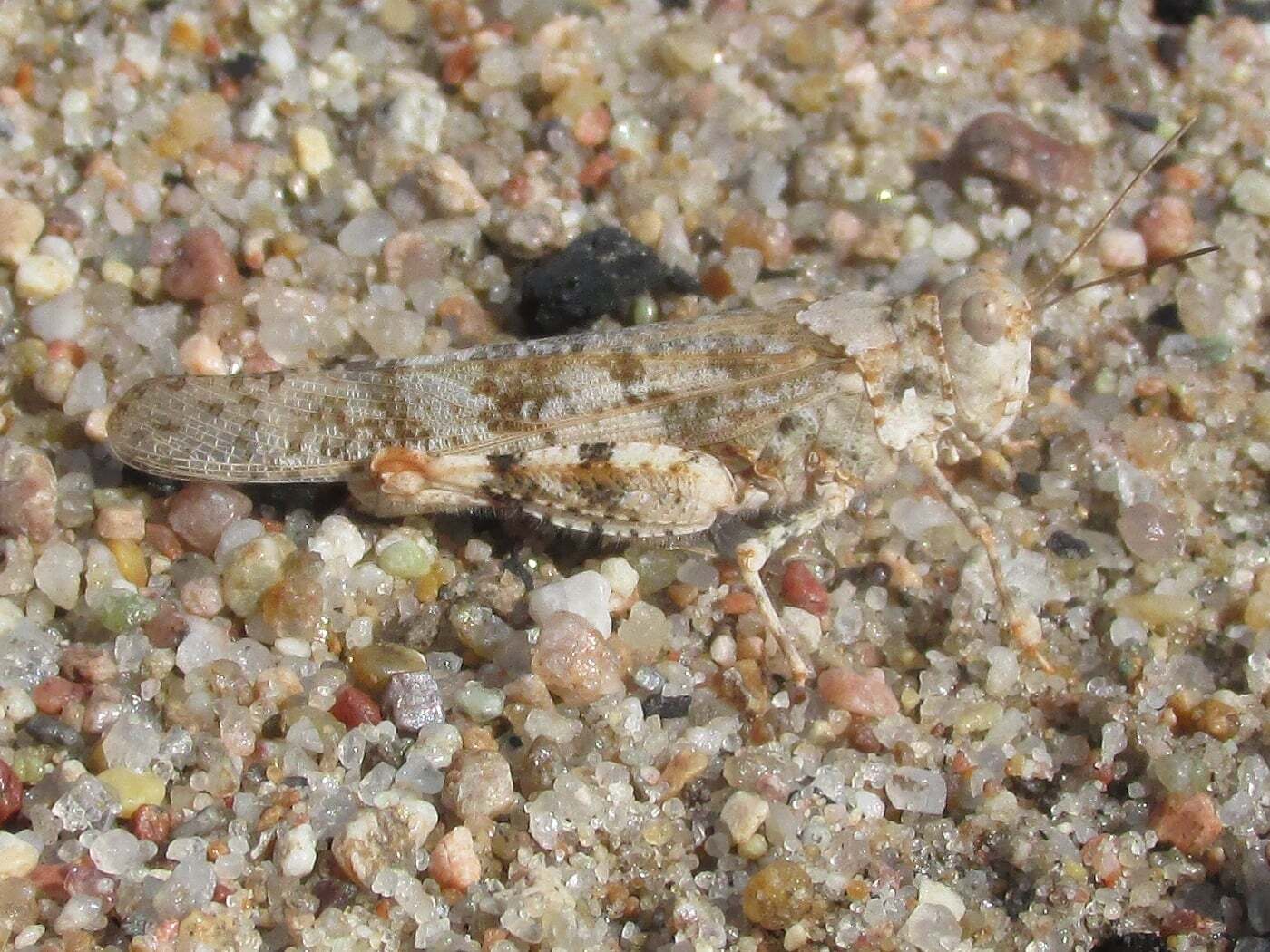 Trimerotropis maritima (Harris, 1841): female (Blue Hole WMA, about 2 miles south of Elm Creek, Nebraska, 5 September 2021). (Otu).