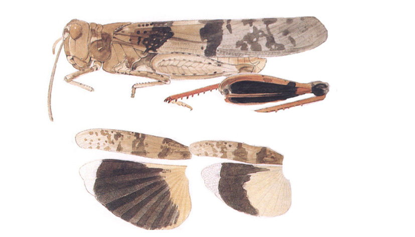 Trimerotropis melanoptera McNeill, 1901: habitus and wings. (Otu).