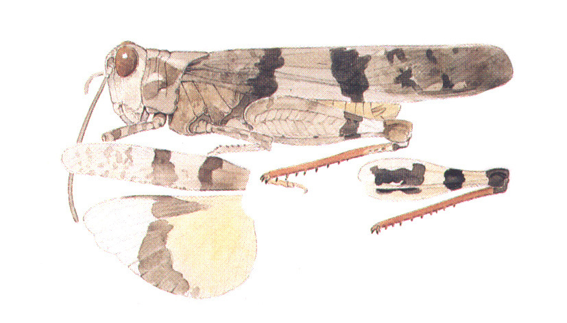 Trimerotropis modesta Bruner, 1889: (Otu).