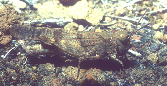 Trimerotropis occidentalis (Bruner, 1889): (Otu).