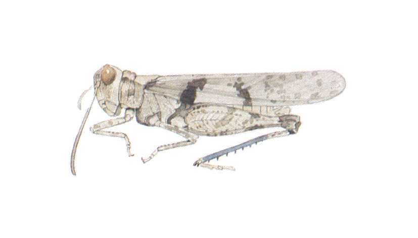 Trimerotropis occidentaloides Rentz & Weissman, 1981: habitus. (Otu).