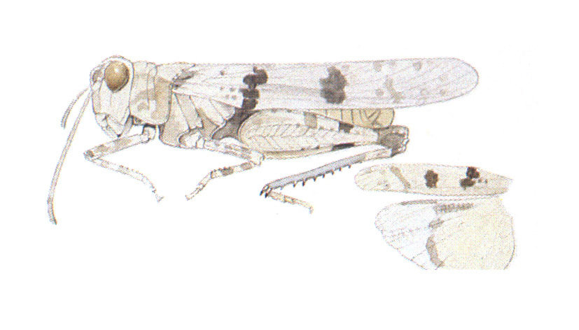 Trimerotropis occulens Otte, 1984: habitus and wings. (Otu).